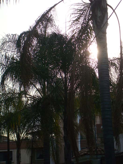 Contra luz